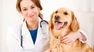 curso-de-veterinaria-gratis-online-300x166